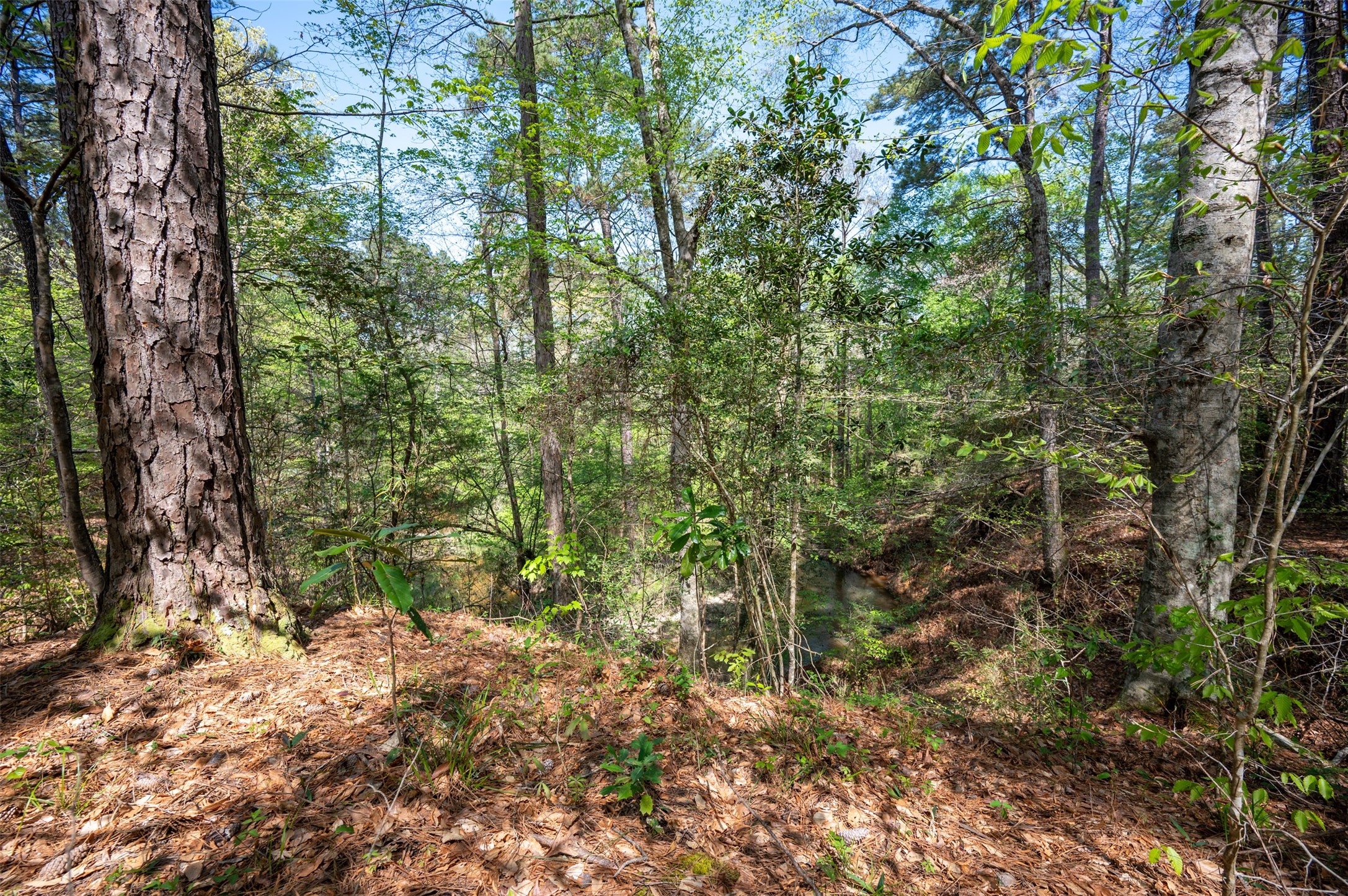 138 County Road 138 Jasper, TX 75951 - Photo 2 of 17 a backyard of a house with lots of trees