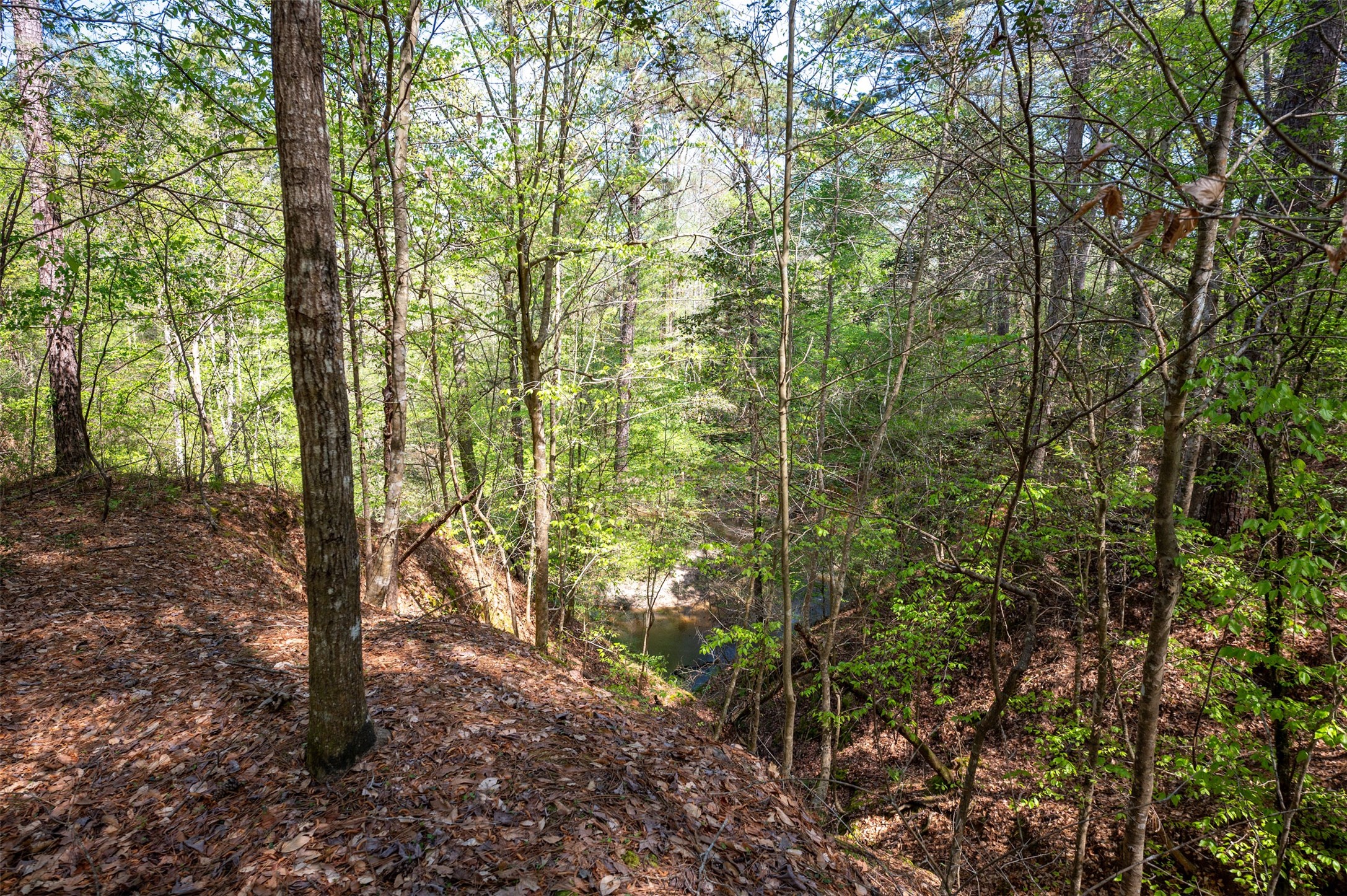 138 County Road 138 Jasper, TX 75951 - Photo 3 of 17 a view of forest