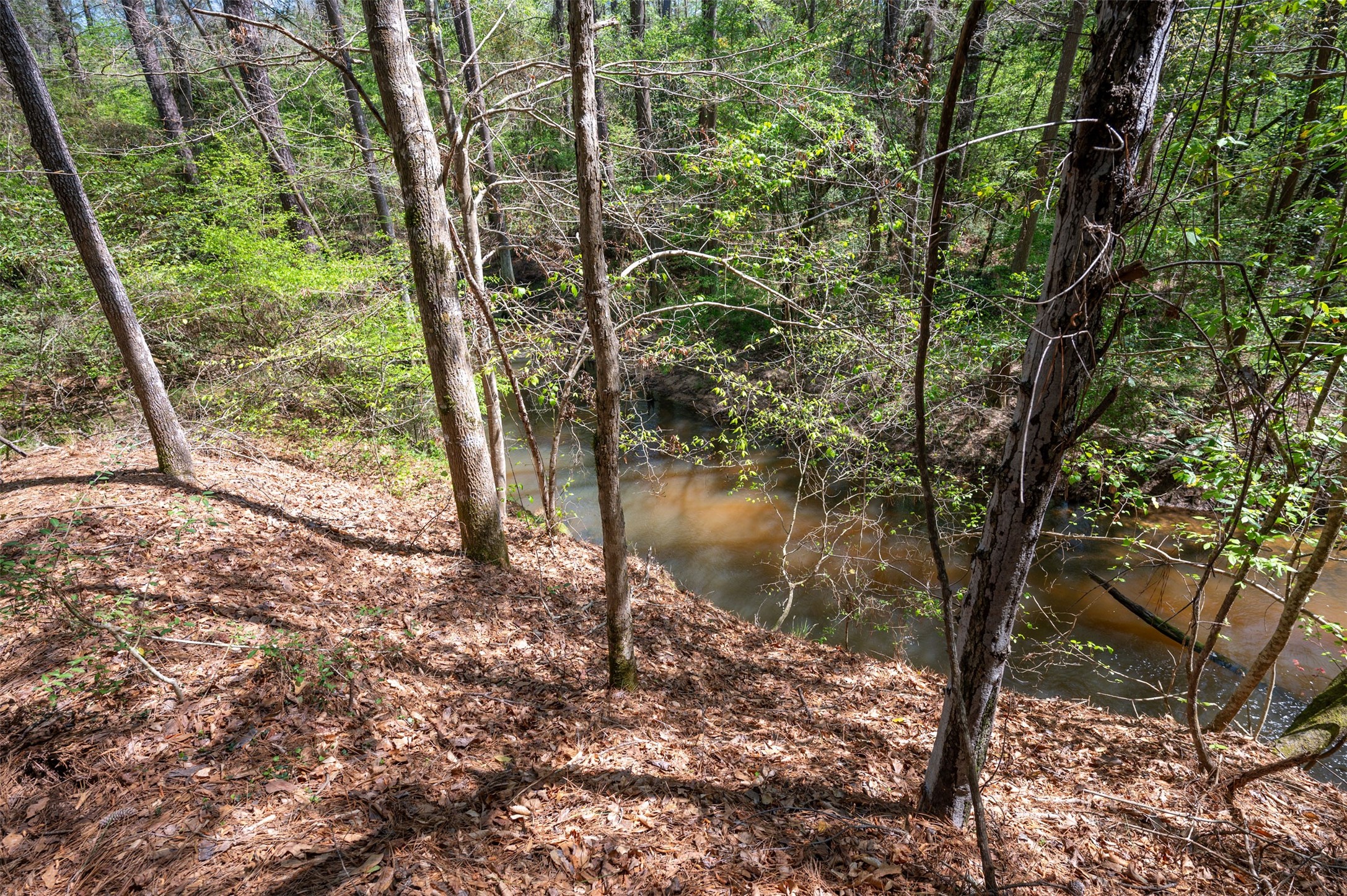 138 County Road 138 Jasper, TX 75951 - Photo 4 of 17 a backyard of a house with lots of green space