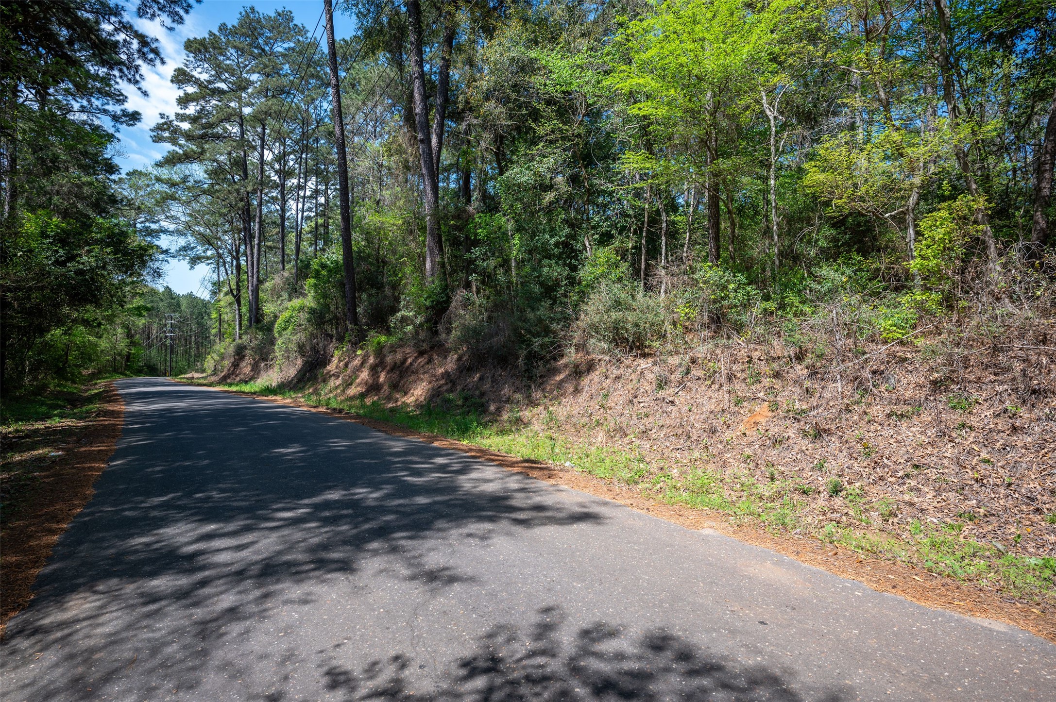 138 County Road 138 Jasper, TX 75951 - Photo 5 of 17 a view of a yard with plants and trees