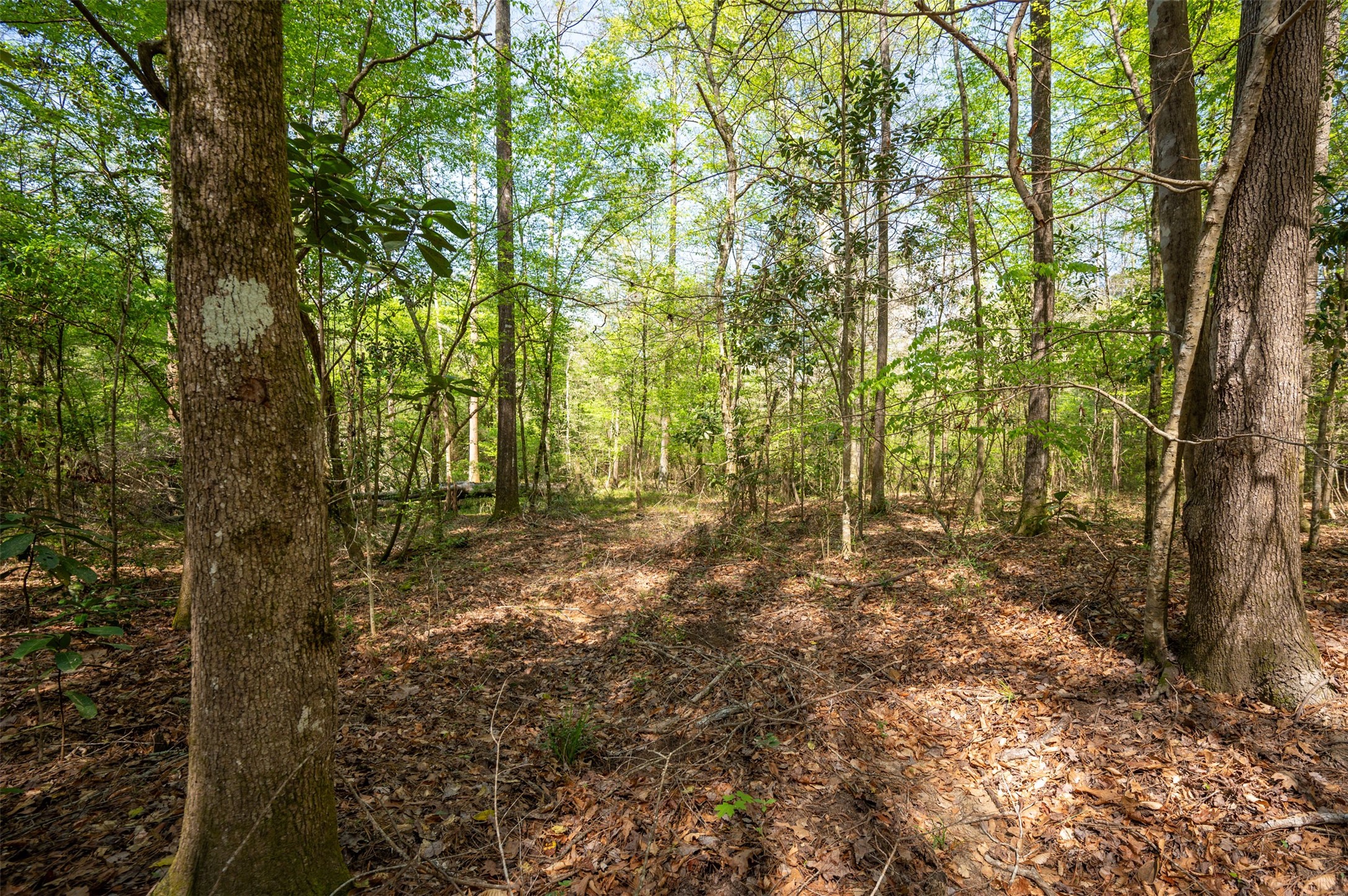 138 County Road 138 Jasper, TX 75951 - Photo 6 of 17 a view of outdoor space and yard