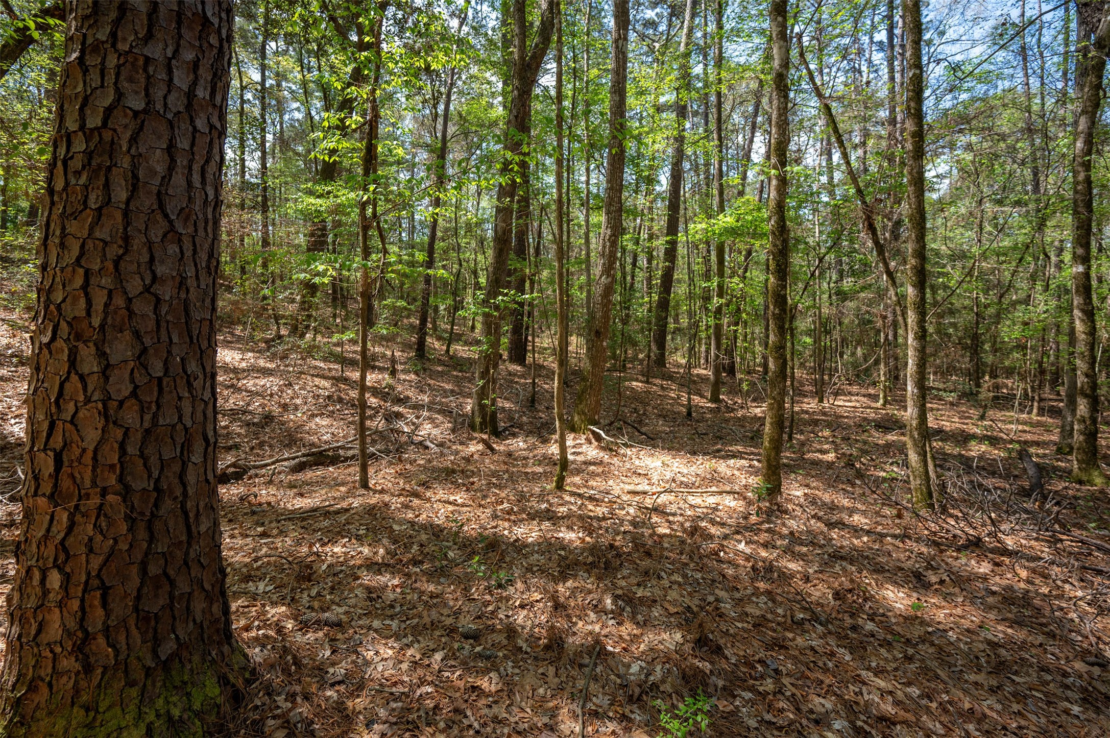 138 County Road 138 Jasper, TX 75951 - Photo 7 of 17 a view of outdoor space with lots of trees