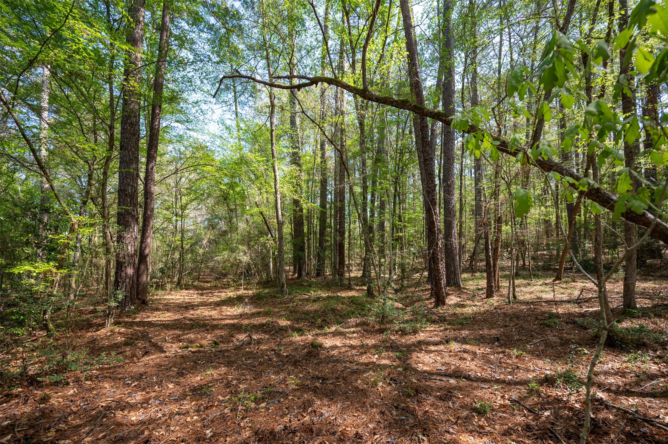 138 County Road 138 Jasper, TX 75951 - Photo 8 of 17 a backyard of a house with lots of green space