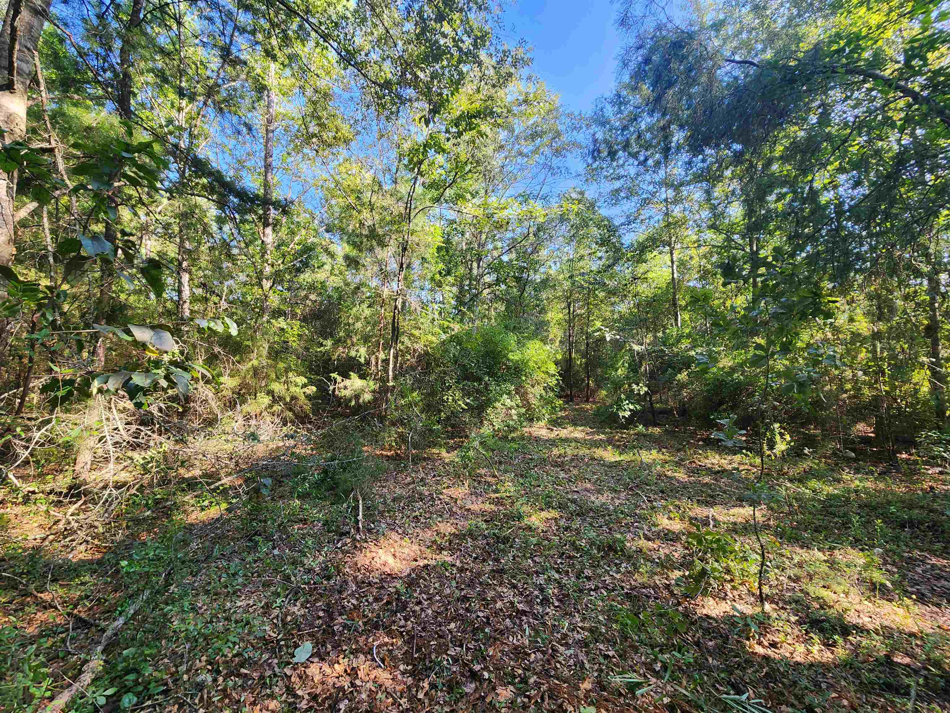 15189 Lake Mystic Church Road Bristol, FL 32321 - Photo 3 of 6