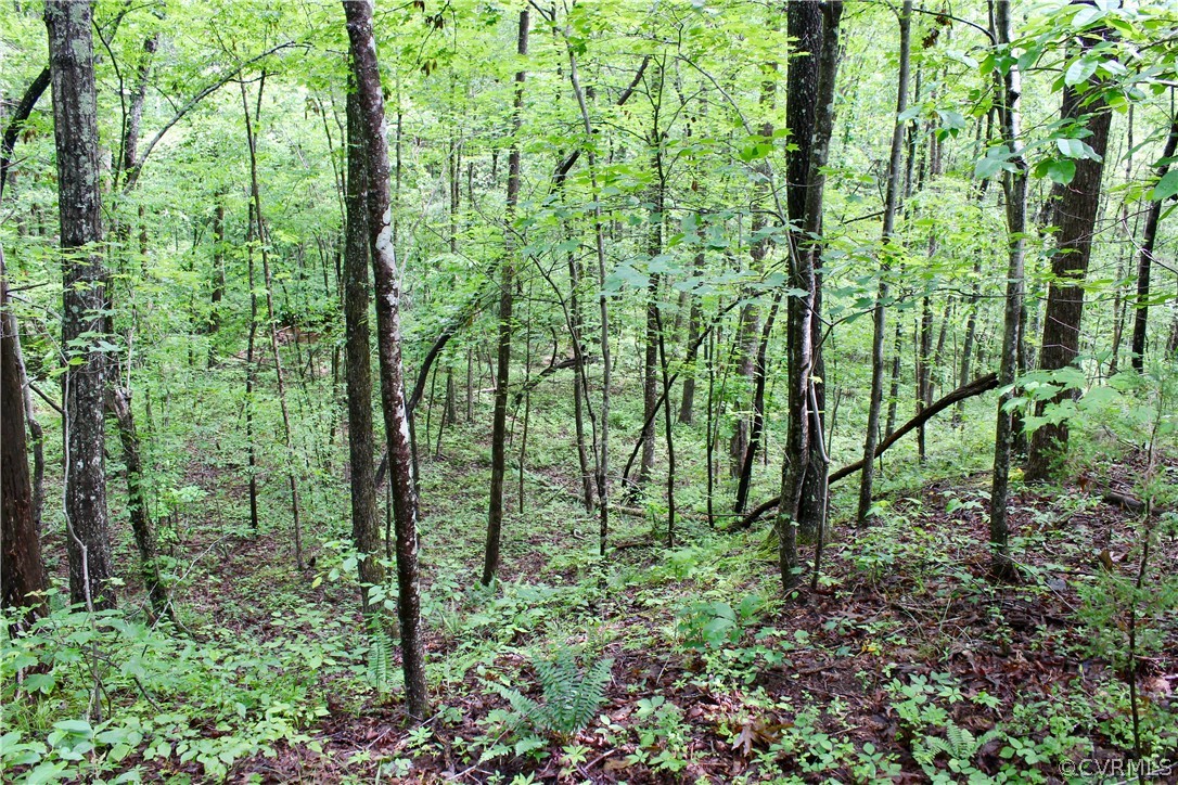 0 Leda Grove Road Nathalie, VA 24577 - Photo 9 of 25 Gallery Image 9