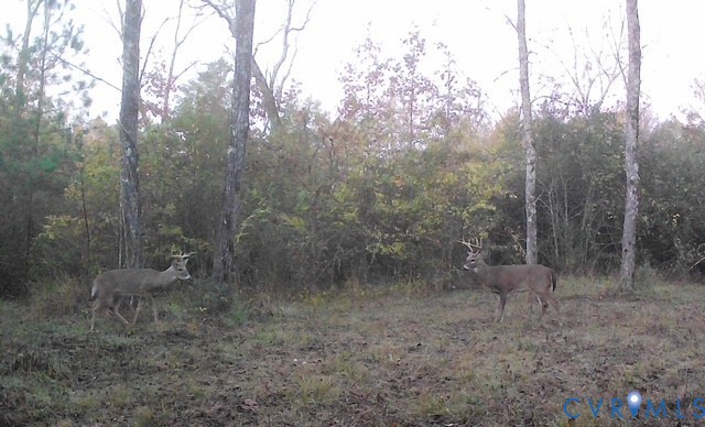 0 Reedy Creek Road Freeman, VA 23856 - Photo 13 of 21 a view of a forest with trees in the background