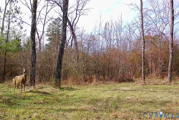 0 Reedy Creek Road Freeman, VA 23856 - Photo 15 of 21 a backyard of area