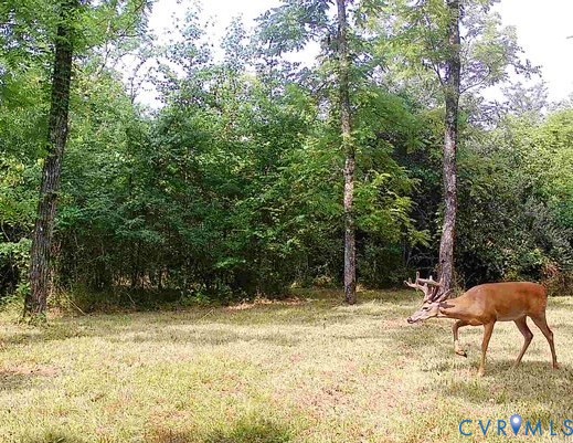 0 Reedy Creek Road Freeman, VA 23856 - Photo 16 of 21 a backyard of a house with table and chairs