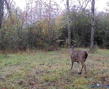 0 Reedy Creek Road Freeman, VA 23856 - Photo 18 of 21 a view of a yard in a forest