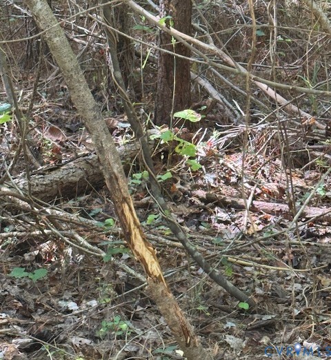 0 Reedy Creek Road Freeman, VA 23856 - Photo 21 of 21 a view of a tree