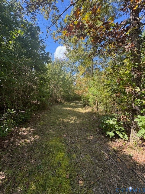 0 Reedy Creek Road Freeman, VA 23856 - Photo 9 of 21 a view of a yard with plants and large trees