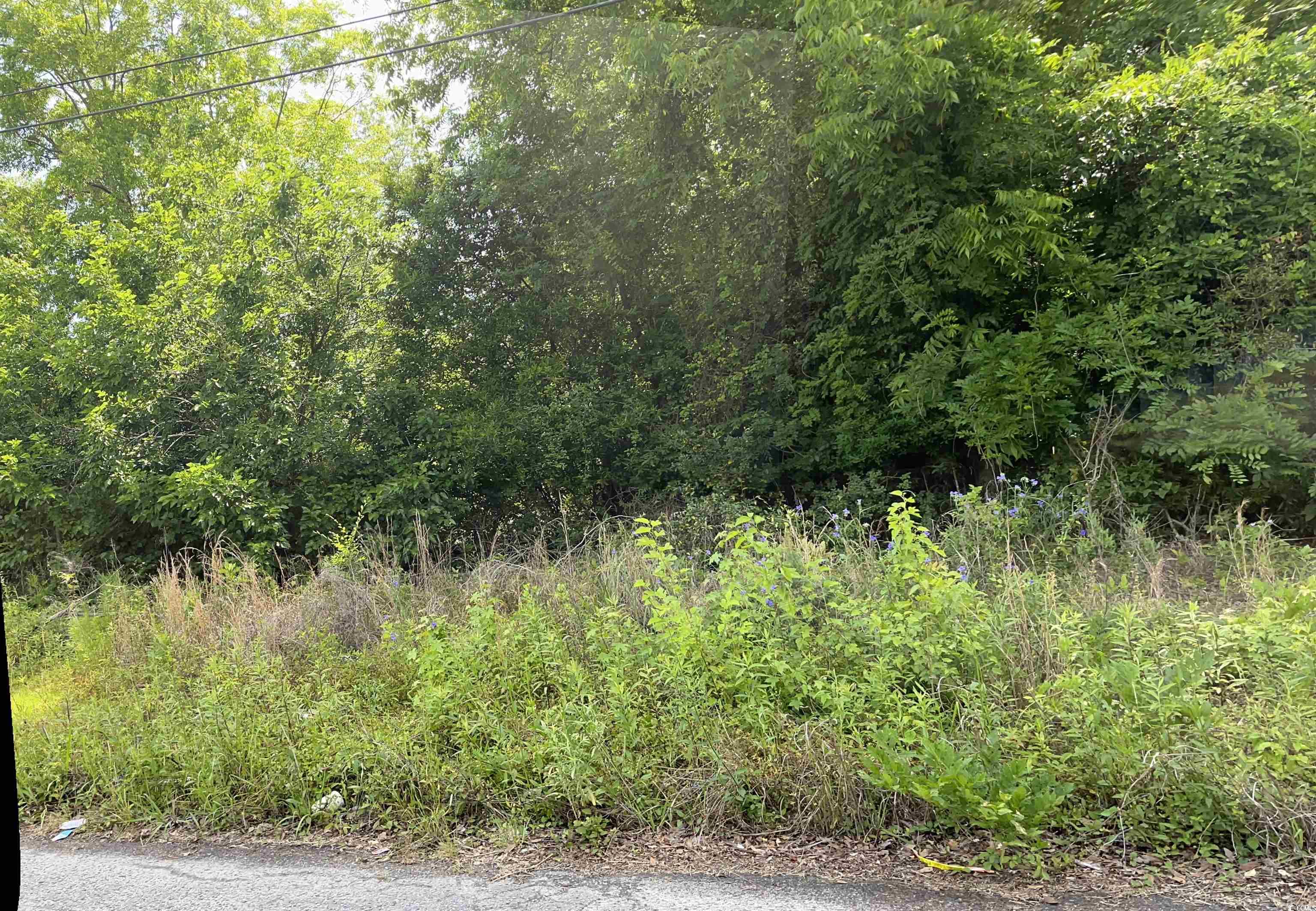 3 South Poplar Avenue Andrews, SC 29510 - Photo 1 of 2 View of tree filled area