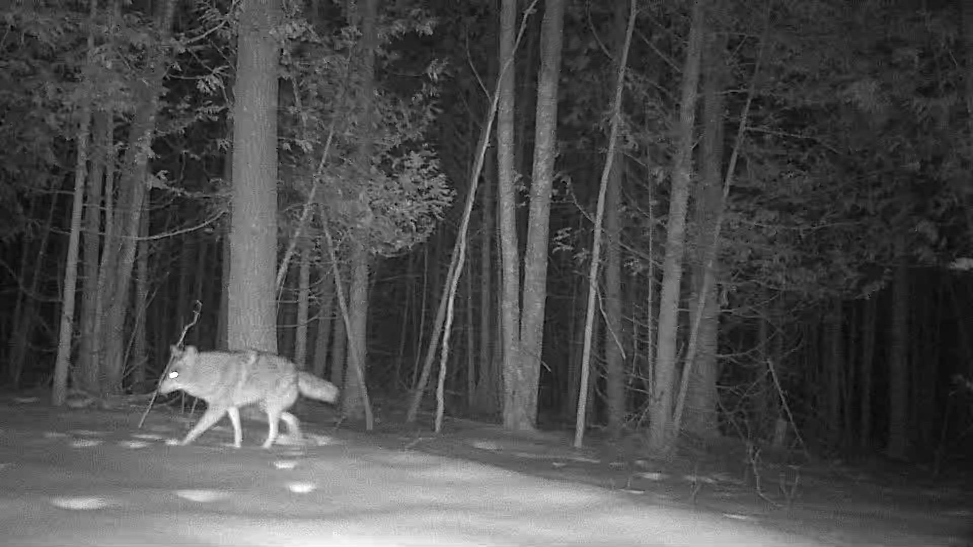 0 Swamp Road Frankfort, MI 49635 - Photo 12 of 19