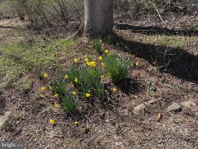 a plant that is in a garden