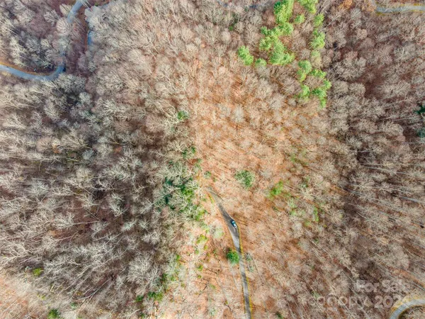 a close up of a tree