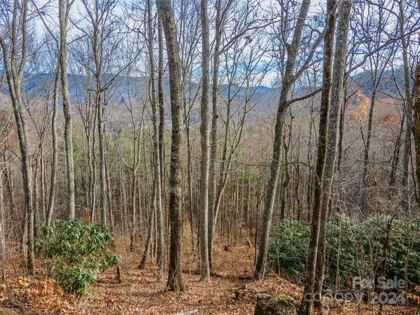 a view of a yard with plants and trees