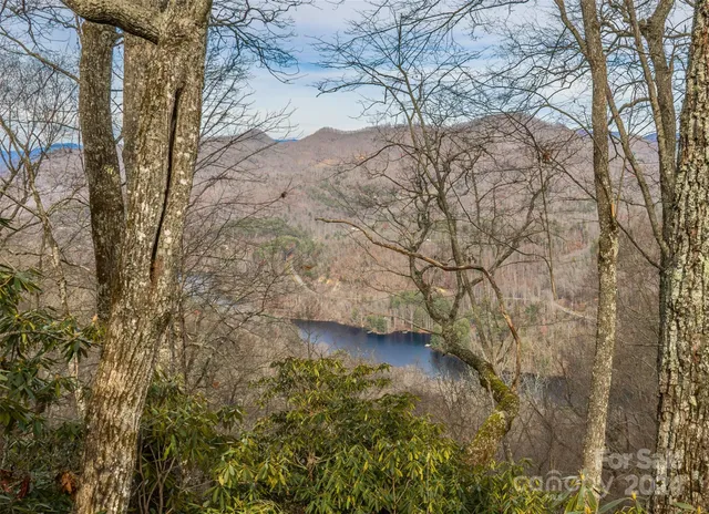 a view of a yard with plants and large trees