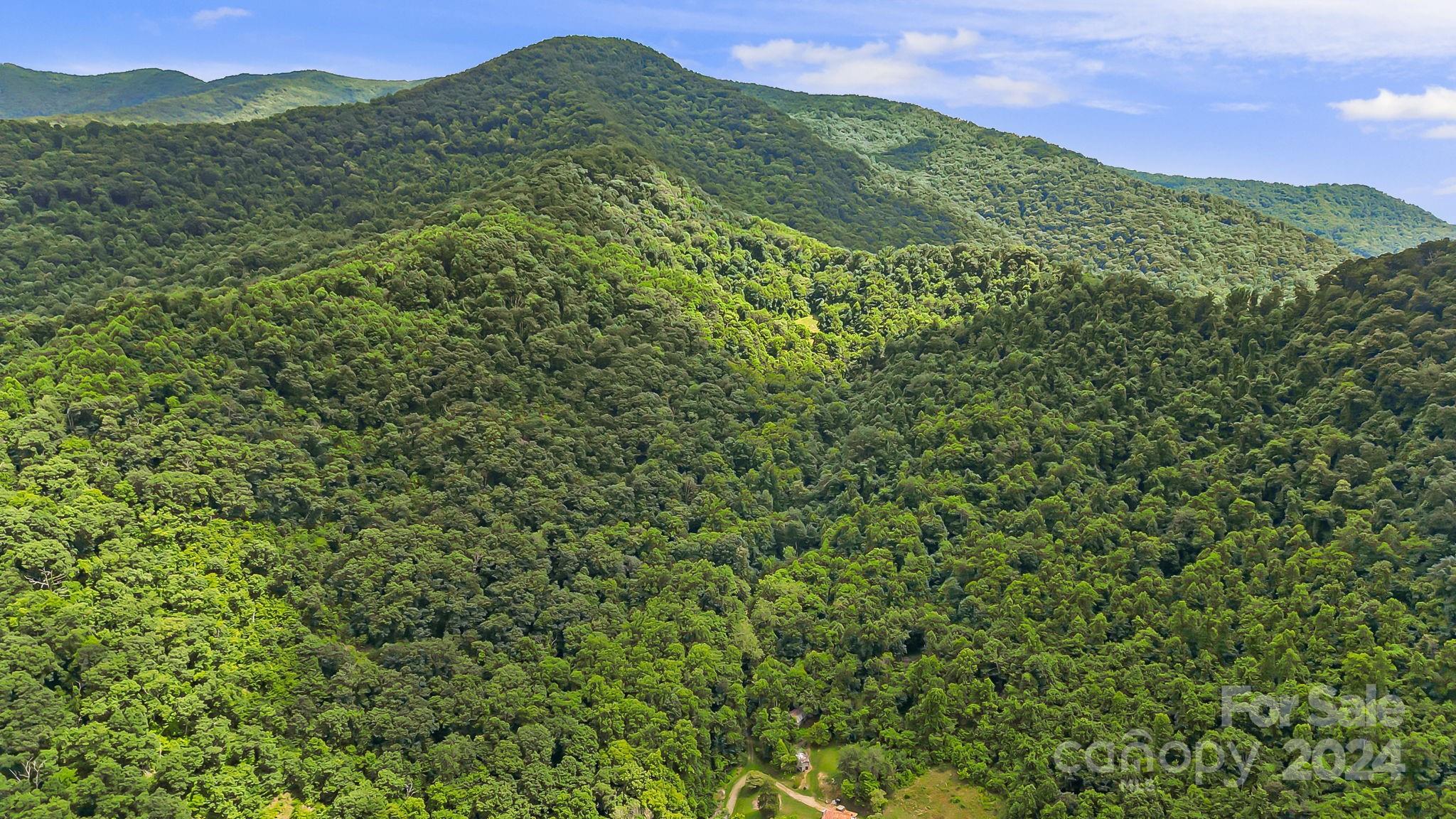 158 Sugar Cove Road Weaverville, NC 28787 - Photo 16 of 48 a view of a lush green forest with a mountain