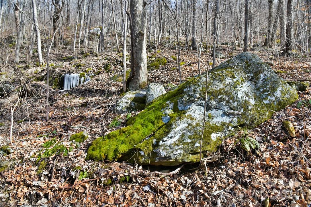 158 Sugar Cove Road Weaverville, NC 28787 - Photo 23 of 48 a plant with lots of trees