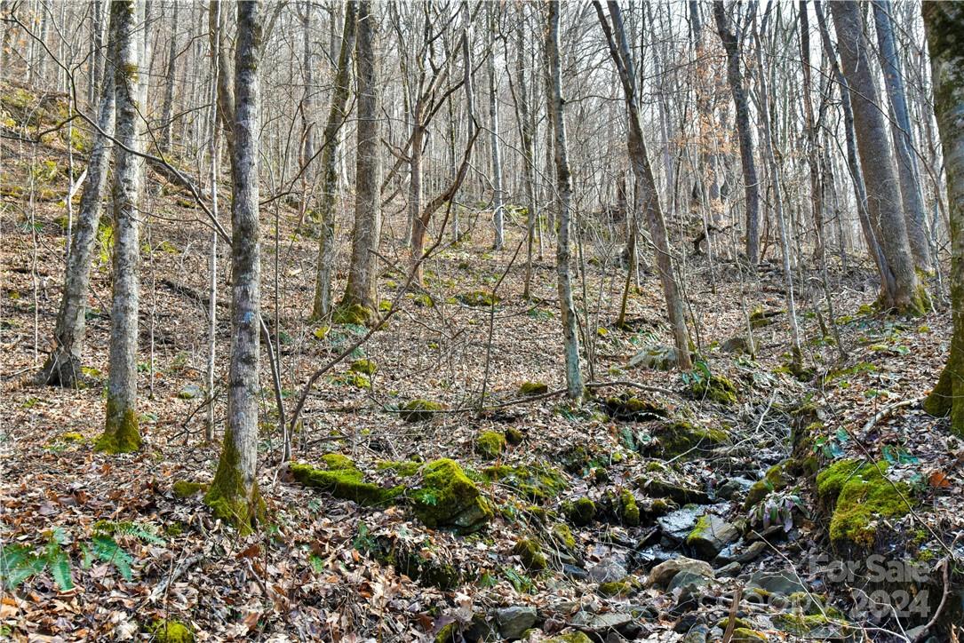 158 Sugar Cove Road Weaverville, NC 28787 - Photo 32 of 48 a view of a yard with a trees