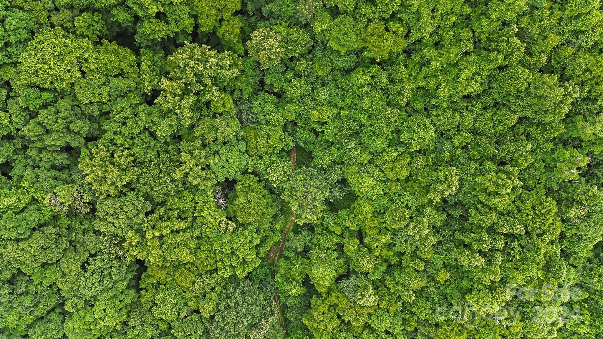 158 Sugar Cove Road Weaverville, NC 28787 - Photo 39 of 48 a view of a lush green forest with a tree