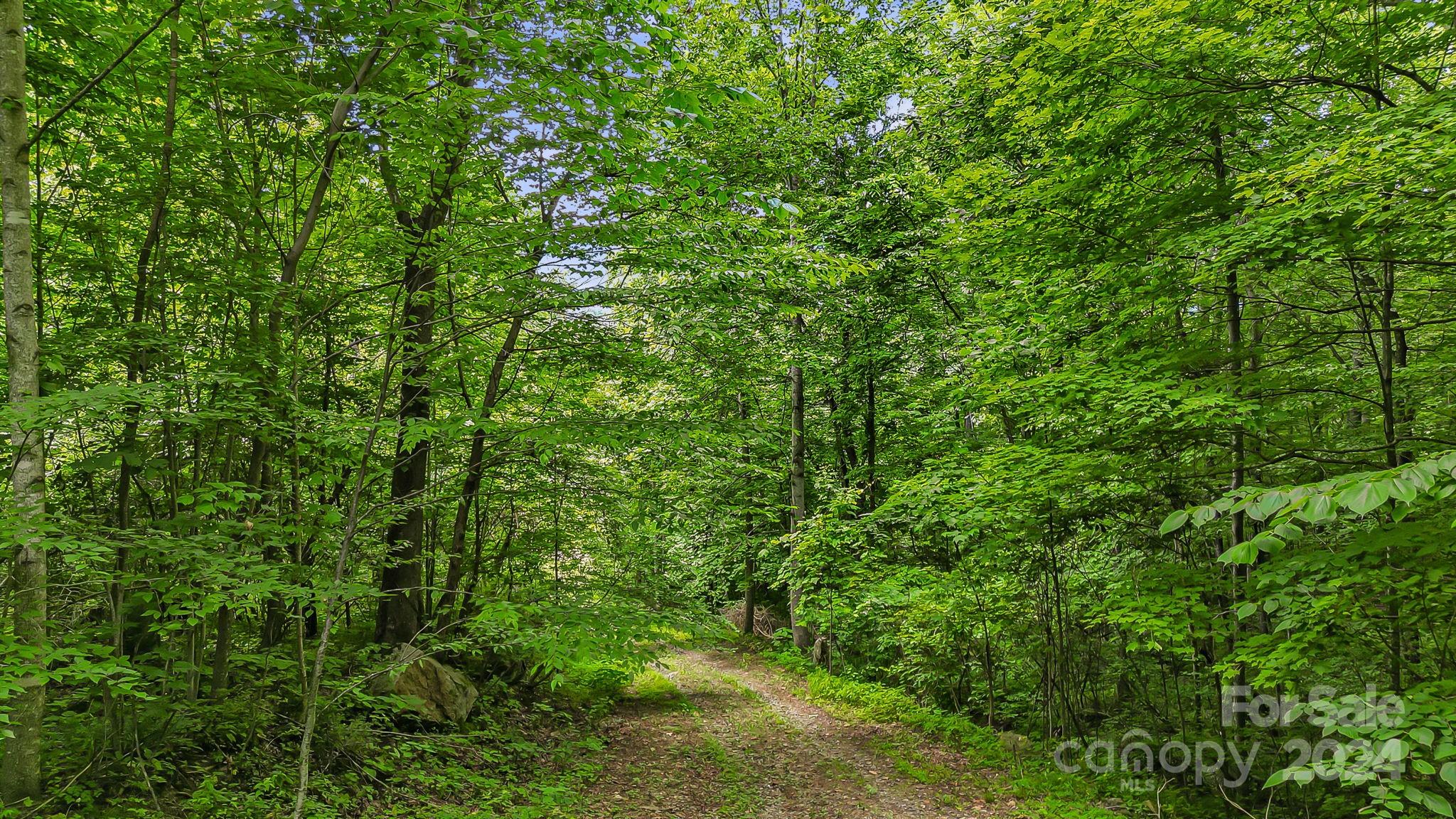 158 Sugar Cove Road Weaverville, NC 28787 - Photo 40 of 48 a view of a lush green forest