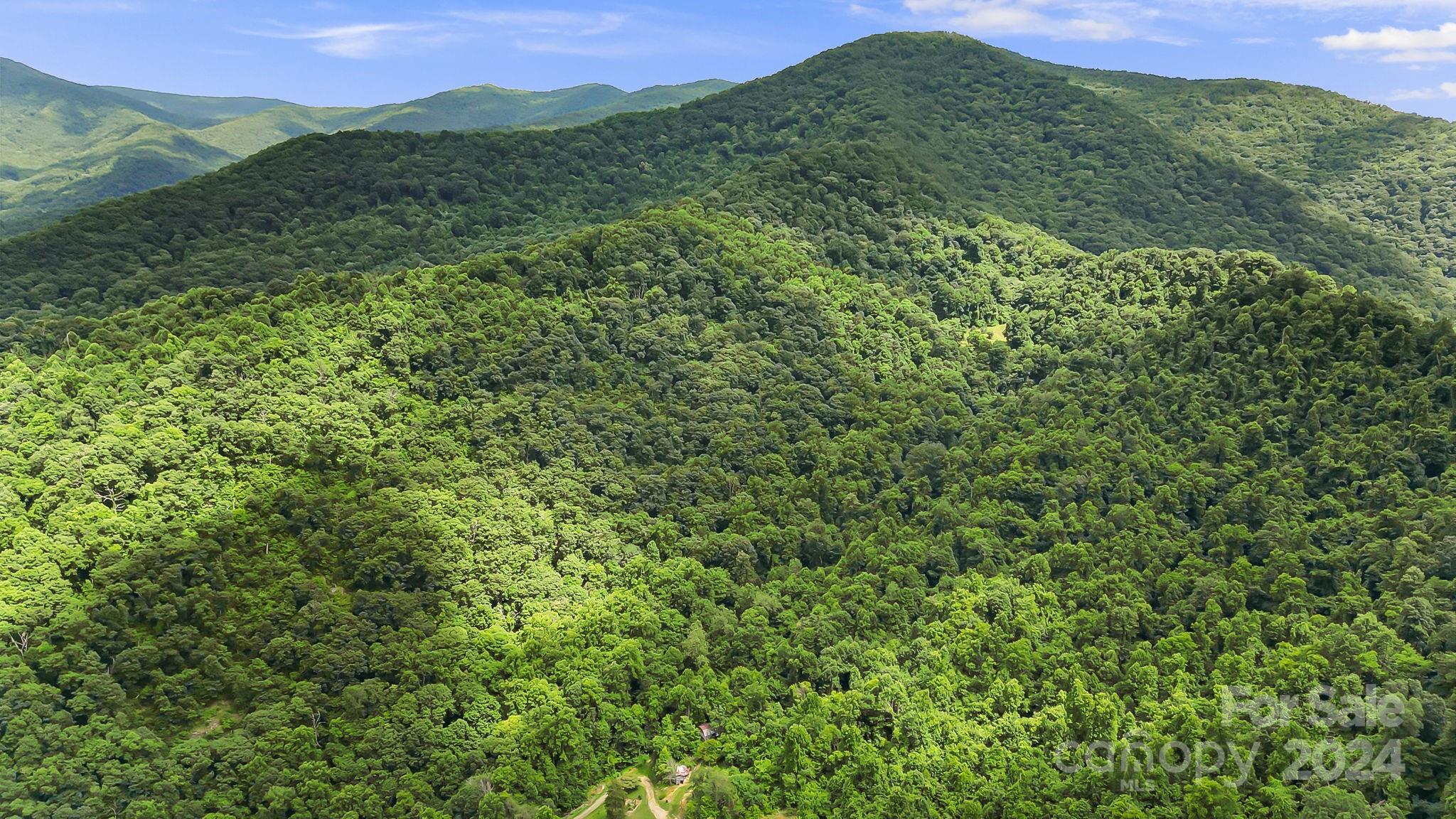 158 Sugar Cove Road Weaverville, NC 28787 - Photo 41 of 48 a view of a lush green forest with a mountain