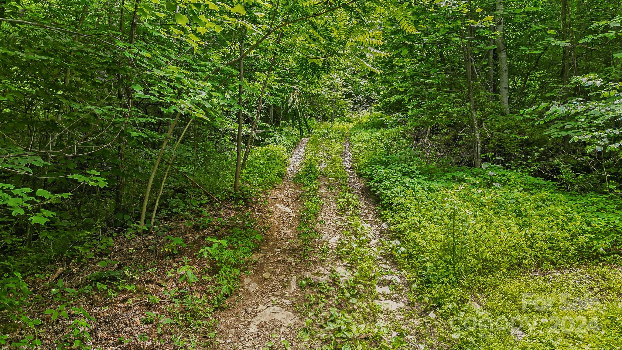 158 Sugar Cove Road Weaverville, NC 28787 - Photo 6 of 48 a view of a lush green forest
