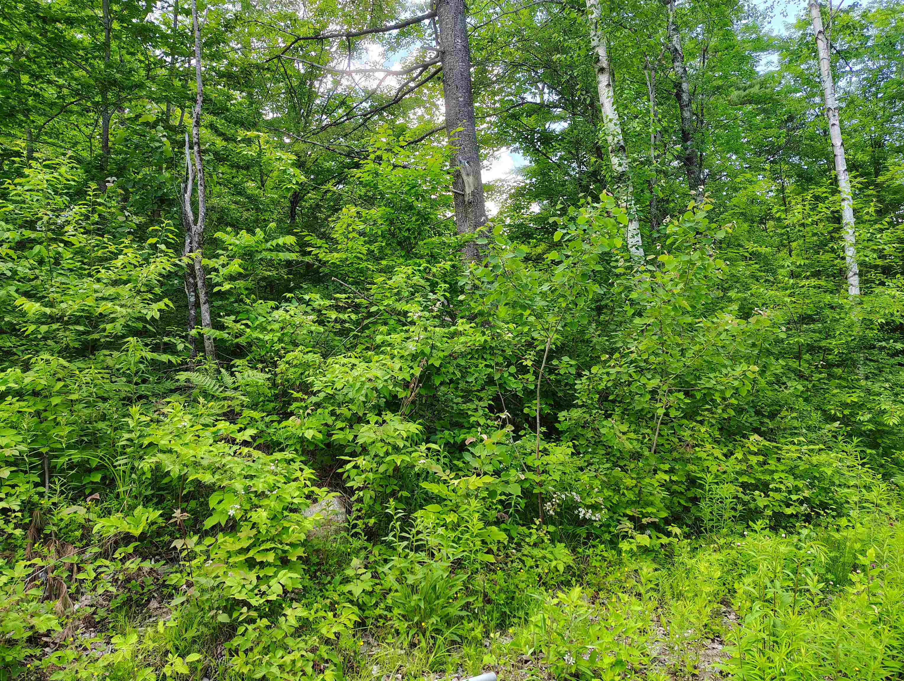12 Frescoln Road Wentworth, NH 03282 - Photo 9 of 9