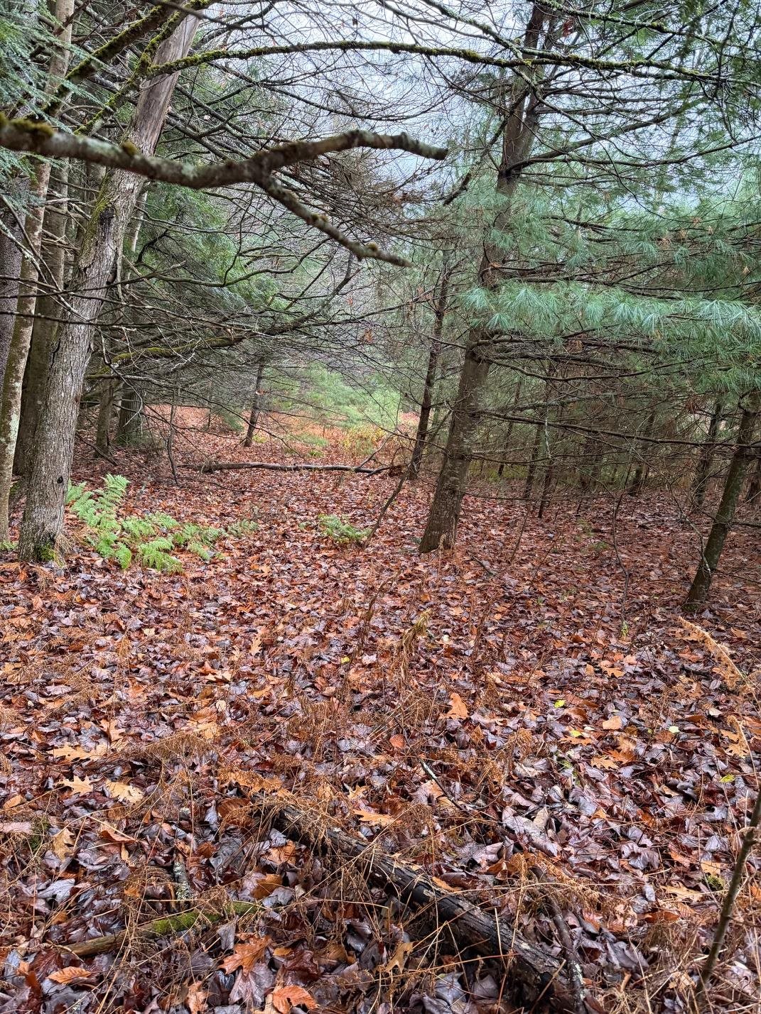 334 North Cambridge Road Cambridge, VT 05444 - Photo 14 of 18