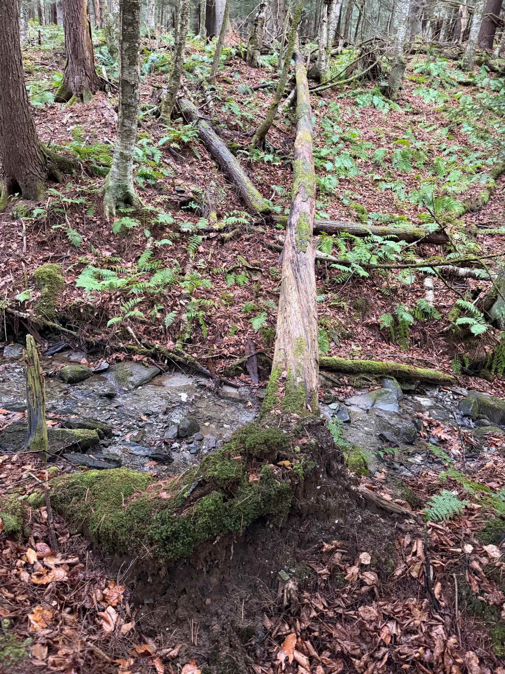 334 North Cambridge Road Cambridge, VT 05444 - Photo 4 of 18