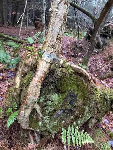 $199,900 | 416 North Cambridge Road, Cambridge, VT 05444