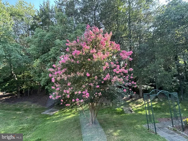 a picture of flowers