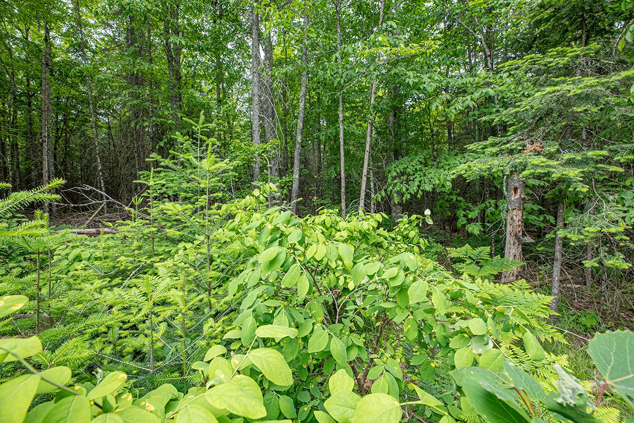 Off Monheim Road Conover, WI 54519 - Photo 14 of 28 Gallery Image 14