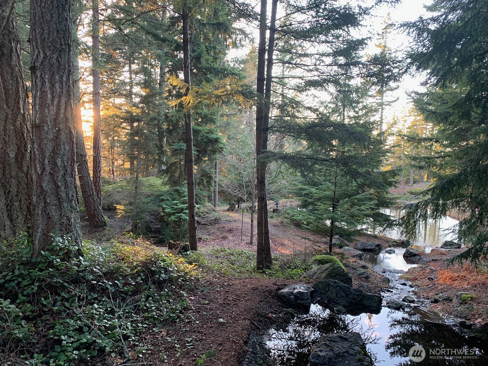1656 Eagle Ridge Road Orcas Island, WA 98245 - Photo 40 of 40 a view of a forest filled with trees