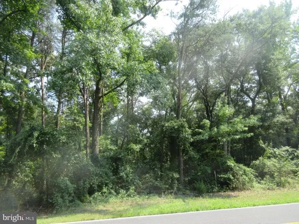 a view of a forest with trees in the background
