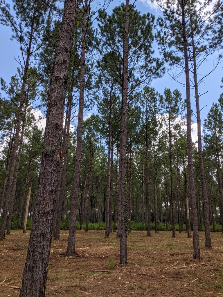 509 Lucy Grade Road Dothan, AL 36301 - Photo 8 of 19