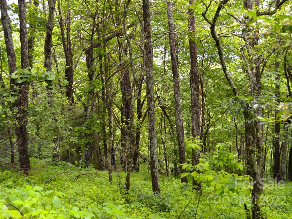 0 Ridge Top Circle Road, Unit 69 70 71 Clyde, NC 28721 - Photo 3 of 9 a view of lush green forest
