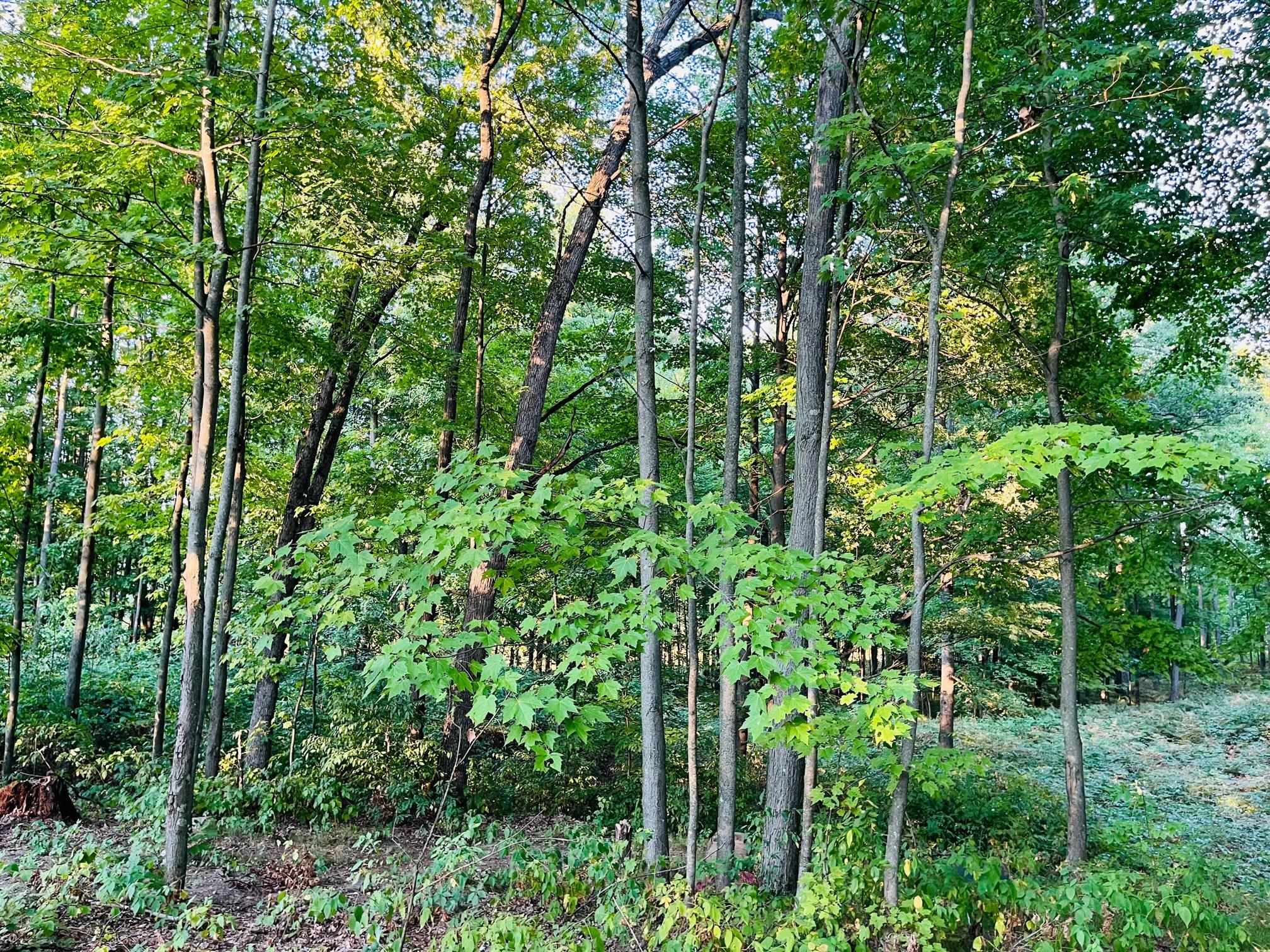 9222 East 8th Street Reed City, MI 49677 - Photo 22 of 28 Gallery Image 22