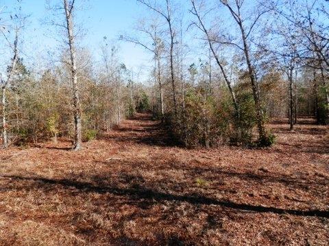 20-acres Boy Scout Road DeFuniak Springs, FL 32435 - Photo 1 of 1 a view of dirt yard with a large tree