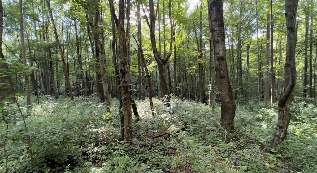 Tbd-2 Peter Mabe Road Danbury, NC 27016 - Photo 4 of 11