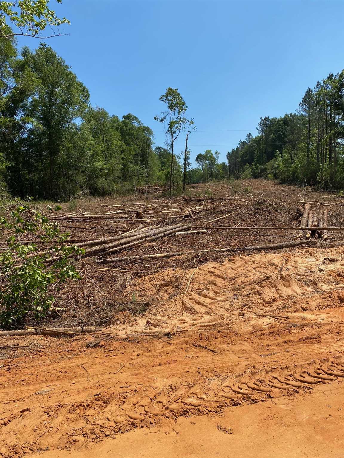 0 Beck Bridge Road Westville, FL 32464 - Photo 6 of 6