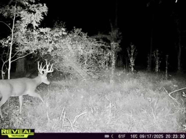 Chapin V/l Road Elsie, MI 48831 - Photo 16 of 26