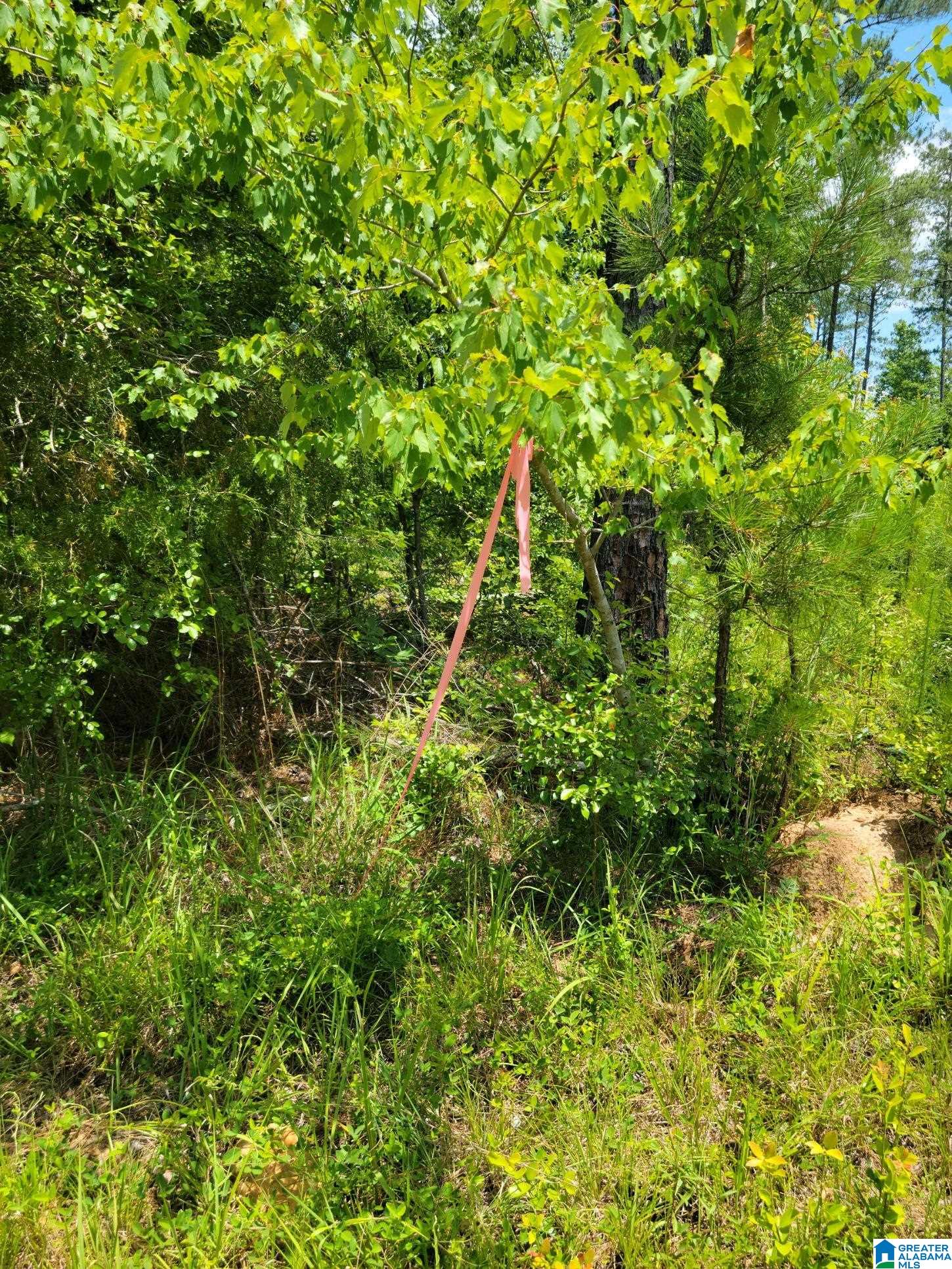 6 County Road, Unit 15 Wedowee, AL 36278 - Photo 3 of 7 Gallery Image 3