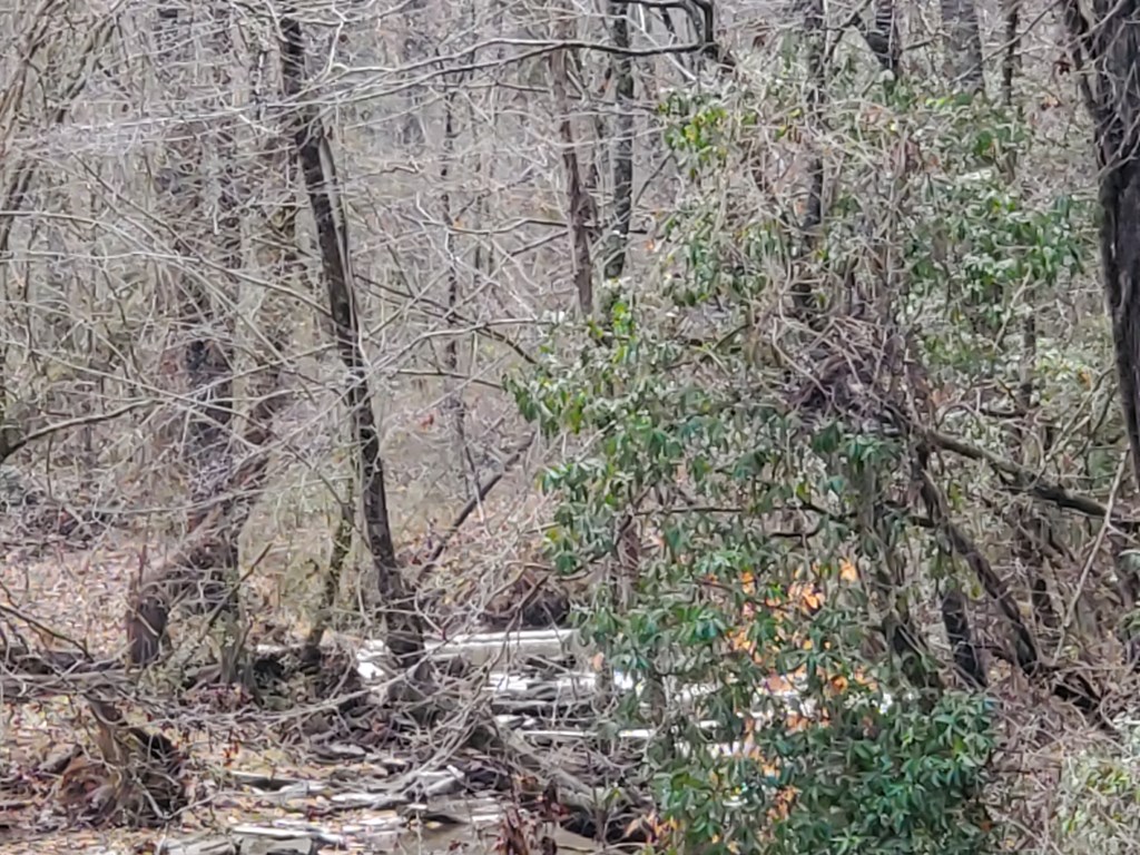 192 Mill Pond Court Jasper, GA 30143 - Photo 29 of 29 a close up of a tree