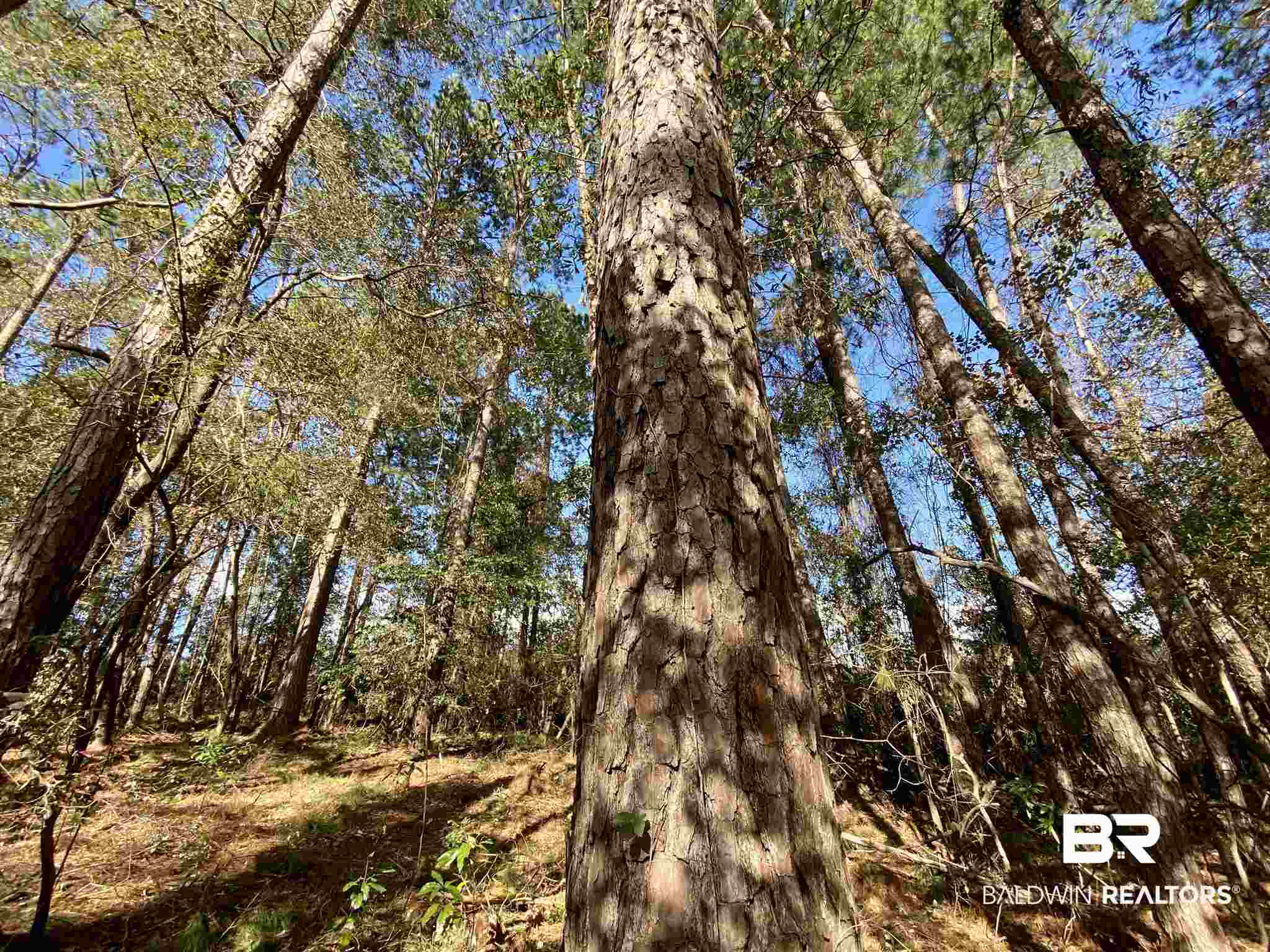 0 County Road 19 Chatom, AL 36518 - Photo 6 of 18