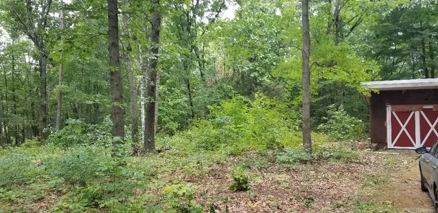 a flag is sitting in the middle of forest