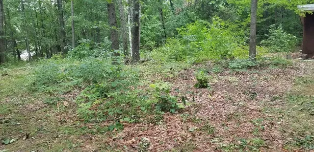 a view of a lush green forest