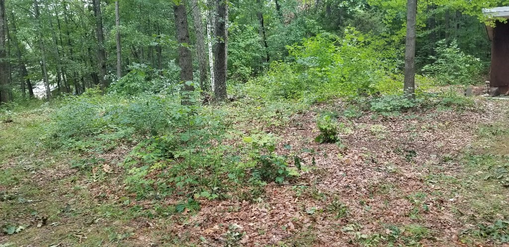 0 Nash Hill Road Ludlow, MA 01056 - Photo 4 of 6 a view of a lush green forest