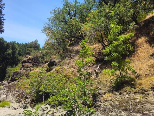 a view of a forest with a tree